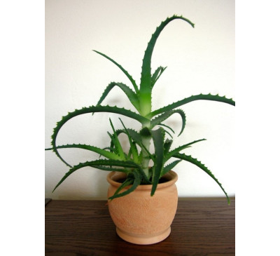 Алое деревоподібне (Aloe arborescens)